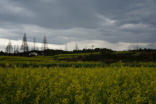 金黄田野与阴沉天空之景