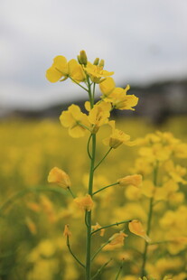 春日油菜花田美景
