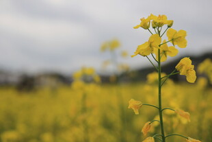 田野中的黄色油菜花