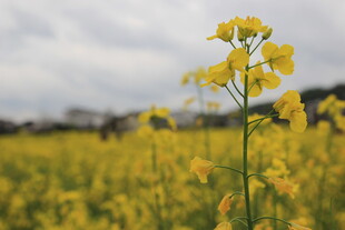 金黄油菜花绽放田野