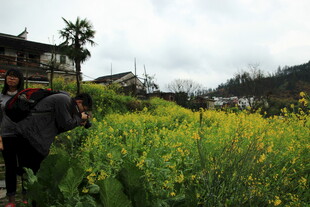 乡村田野中的油菜与民居