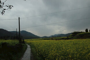 乡间油菜田 小径伴远山