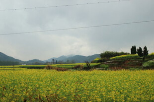 金黄油菜田 远山云雾景