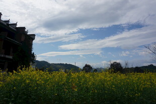 田园油菜花与远处建筑风景