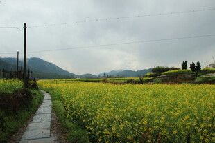 乡间油菜花小径风景