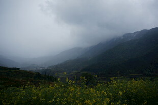 云雾笼罩下的山间花草