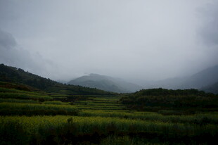 云雾笼罩下的山间绿野