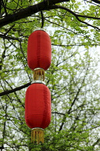 树枝上的红色灯笼