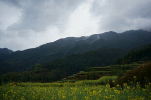 山间油菜花田与云雾山峦