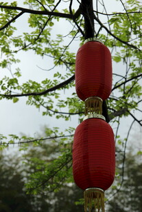 树枝上的双红灯笼