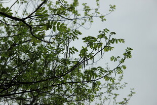 枝头新绿 展现盎然生机