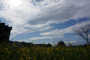 蓝天白云下的田野风光