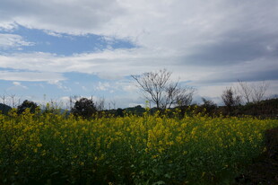 春日油菜田风光