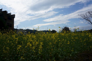金黄油菜花田与远处建筑