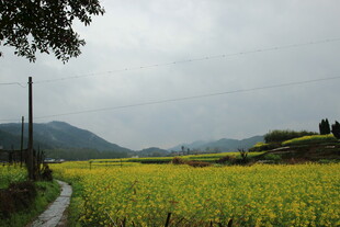 乡间油菜田 小路蜿蜒其中