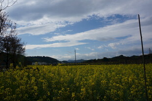 金黄油菜花田与蓝天白云