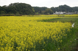 金黄油菜花田的田园风光