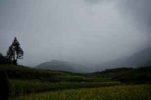 雨中孤树 绿野朦胧之景