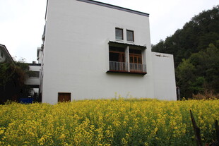 白屋黄花间的田园景致