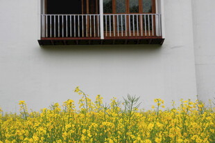 白墙下的灿烂黄色花田