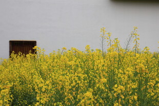 墙边盛放的黄色油菜花