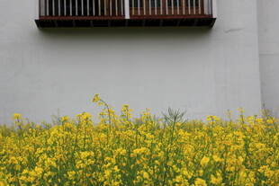 墙边盛放的灿烂油菜花