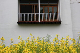 白墙黄花旁的简约阳台