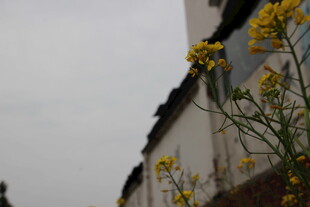 墙边绽放的黄色小花