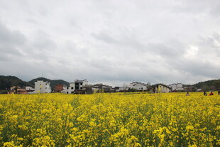 金黄油菜花海中的村庄