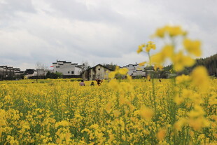 金黄油菜花田中的浪漫景象