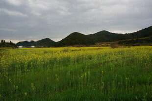 广袤田野上的绚烂黄花