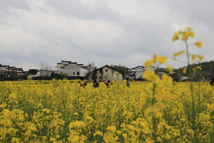 金黄油菜花田中的劳作景象