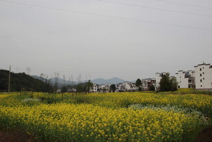 春日油菜花海与远处建筑