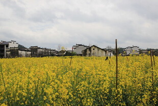 金黄油菜花田旁的村落