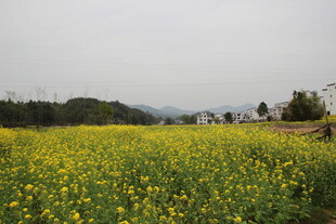 金黄油菜花田美景