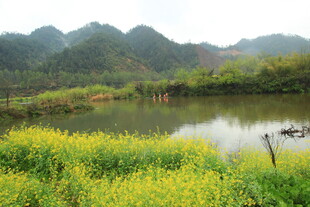 春日湖畔油菜花田园风光