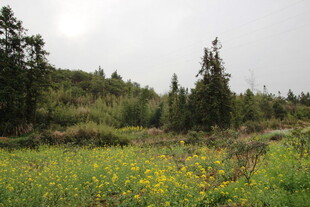 山间草地黄花与绿树