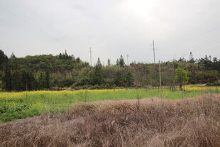 田野风光 黄绿交织美景