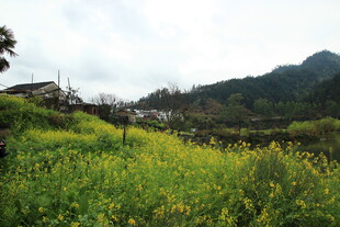 山间油菜花田田园美景