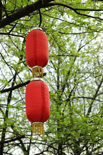 枝头红灯笼 春意正浓