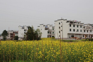 田园油菜花与白墙建筑