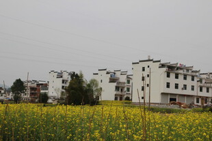 田园旁的白墙楼房与花田