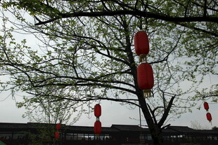 树枝间悬挂的红色灯笼