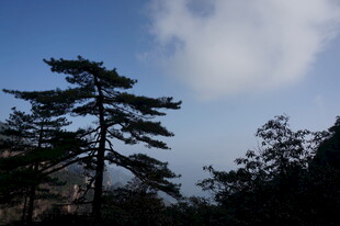 山间挺拔松树与蓝天白云