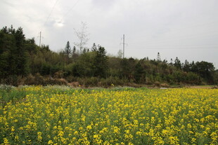 春日油菜花海田园风光
