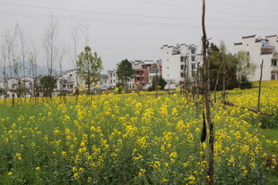 春日油菜花海田园风光