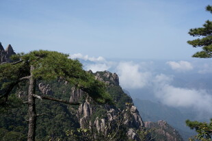 黄山奇峰云海松树景观