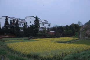 田园黄花旁的白墙建筑