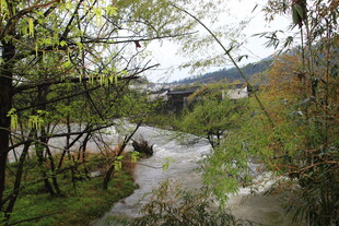 山间溪流旁的葱郁景致