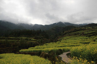 山间油菜田 云雾伴小径